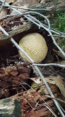 Scleroderma areolatum