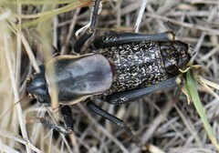 Anabrus simplex