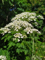 Heracleum