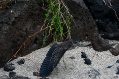 Nyctanassa violacea pauper