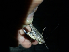 Platycleis romana