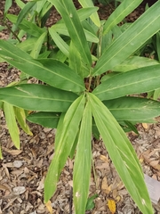Alpinia galanga