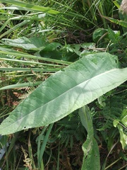 Cirsium heterophyllum