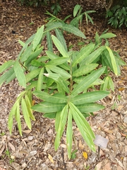 Alpinia galanga