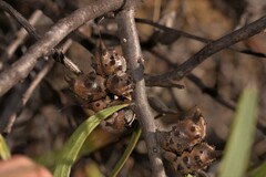 Hakea pycnoneura