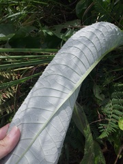 Cirsium heterophyllum