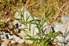 Salix eleagnos