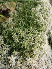 Sphagnum girgensohnii