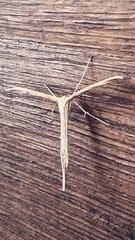 Emmelina monodactyla