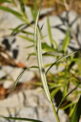 Salix eleagnos