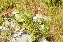 Salix eleagnos