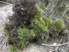 Isopogon ceratophyllus