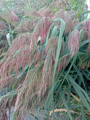 Phragmites australis