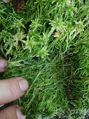 Sphagnum girgensohnii