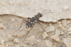 Cicindela haemorrhagica