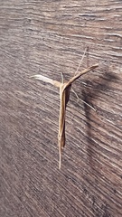 Emmelina monodactyla