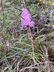 Hypocalymma robustum