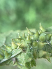 Celticecis spiniformis