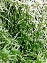 Sphagnum girgensohnii