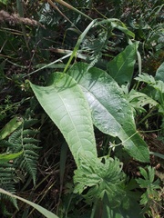 Cirsium heterophyllum