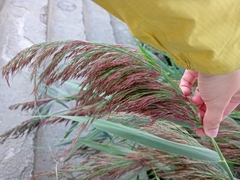 Phragmites australis