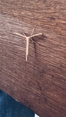 Emmelina monodactyla