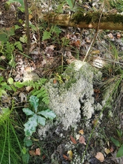 Sphagnum girgensohnii