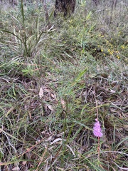 Hypocalymma robustum