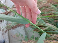 Phragmites australis