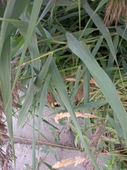 Phragmites australis