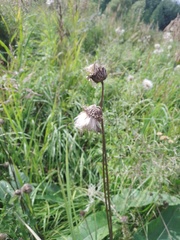 Cirsium heterophyllum