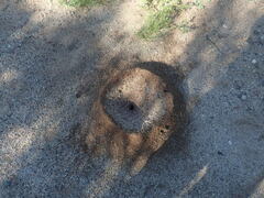 Acromyrmex versicolor