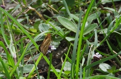 Panoquina panoquin