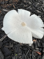 Leucocoprinus cretaceus