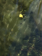 Potamogeton amplifolius