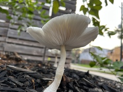 Leucocoprinus cretaceus