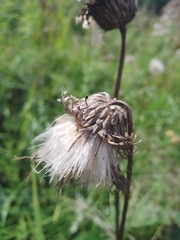 Cirsium heterophyllum