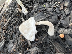 Leucocoprinus cretaceus