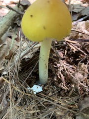 Amanita jacksonii