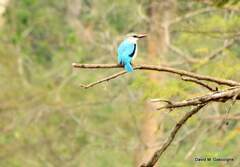 Halcyon senegalensis