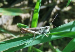 Gomphocerippus rufus