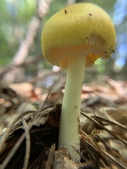 Amanita jacksonii