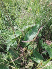 Cirsium heterophyllum