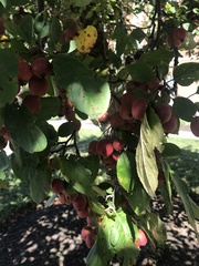 Crataegus crus-galli