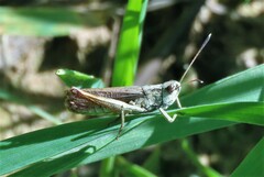 Gomphocerippus rufus