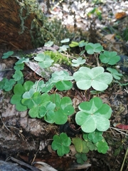 Oxalis acetosella