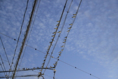 Hirundo rustica