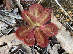 Drosera collina