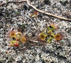 Drosera glanduligera