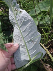 Cirsium heterophyllum